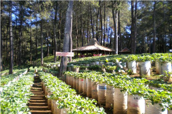 Wisata Kebun Petik Sendiri Strawberry di Bandung