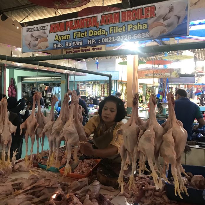 harga ayam