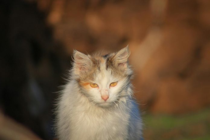 pexels-ilyas-metin-17024214