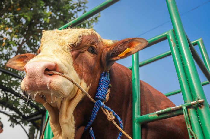 171827403728-tiga-sapi-simental-dan-limosin-asal-kota-bandung-terpilih-jadi-sapi-kurban-presiden sapi
